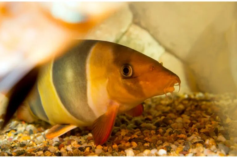 clown loach