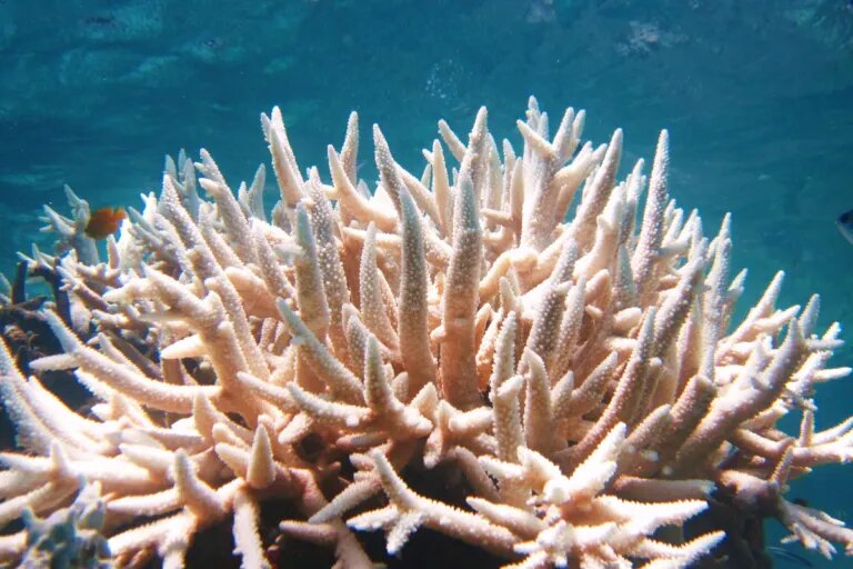 coral bleaching