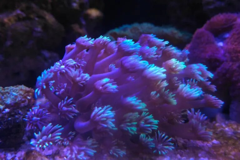 coral in reef tank