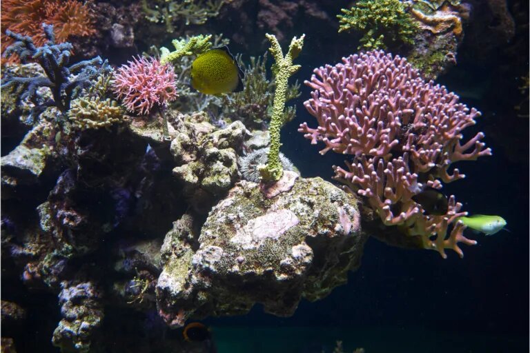 coral light at night