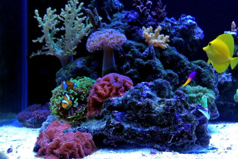 coral reef tank