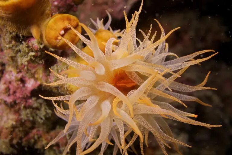 coral tentacles at night