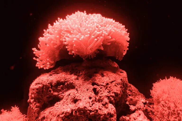 coral under red light