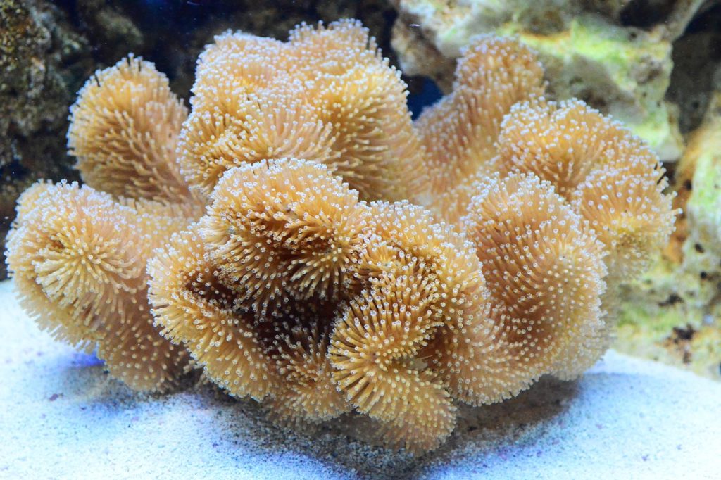 Do Corals Need Light At Night? (3 Facts To Consider).