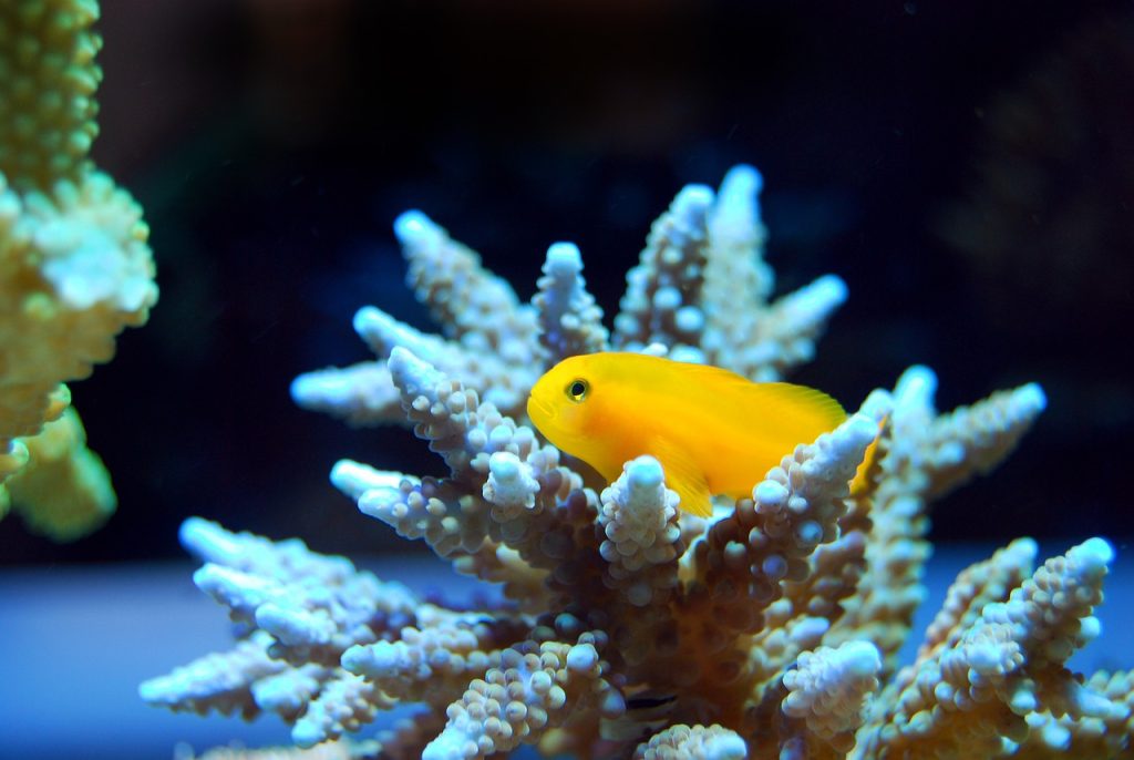 Can Corals Survive With No Light? (With 5 Examples).