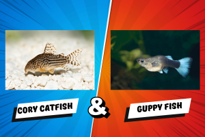 Cory Catfish And Guppies: Can They Live Together?