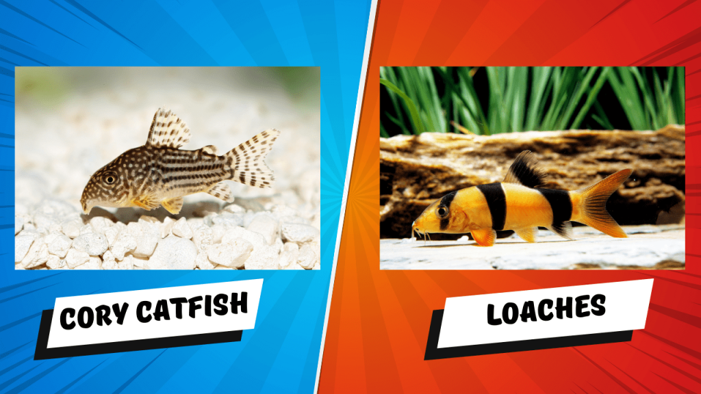 Cory Catfish And Loaches: Everything You Need To Know.