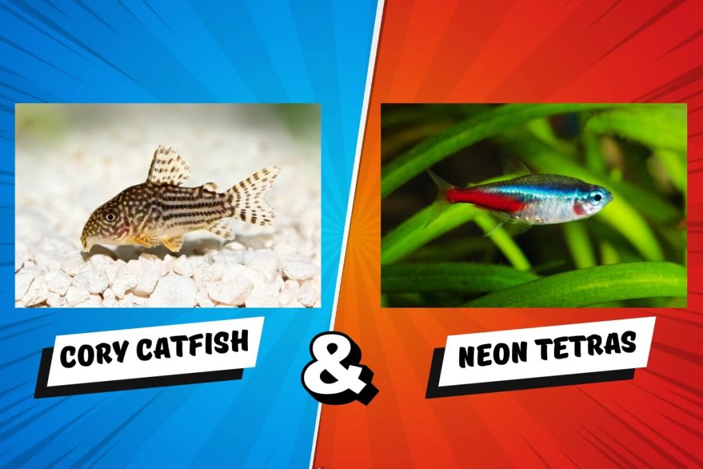 Cory Catfish And Neon Tetras: Can They Live Together?