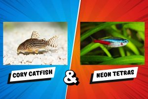 Cory Catfish And Neon Tetras: Can They Live Together?