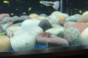 Cory Catfish And Plecos: Can They Live Together?
