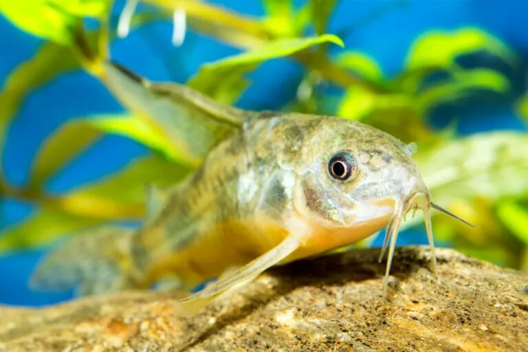 cory catfish in aquairum