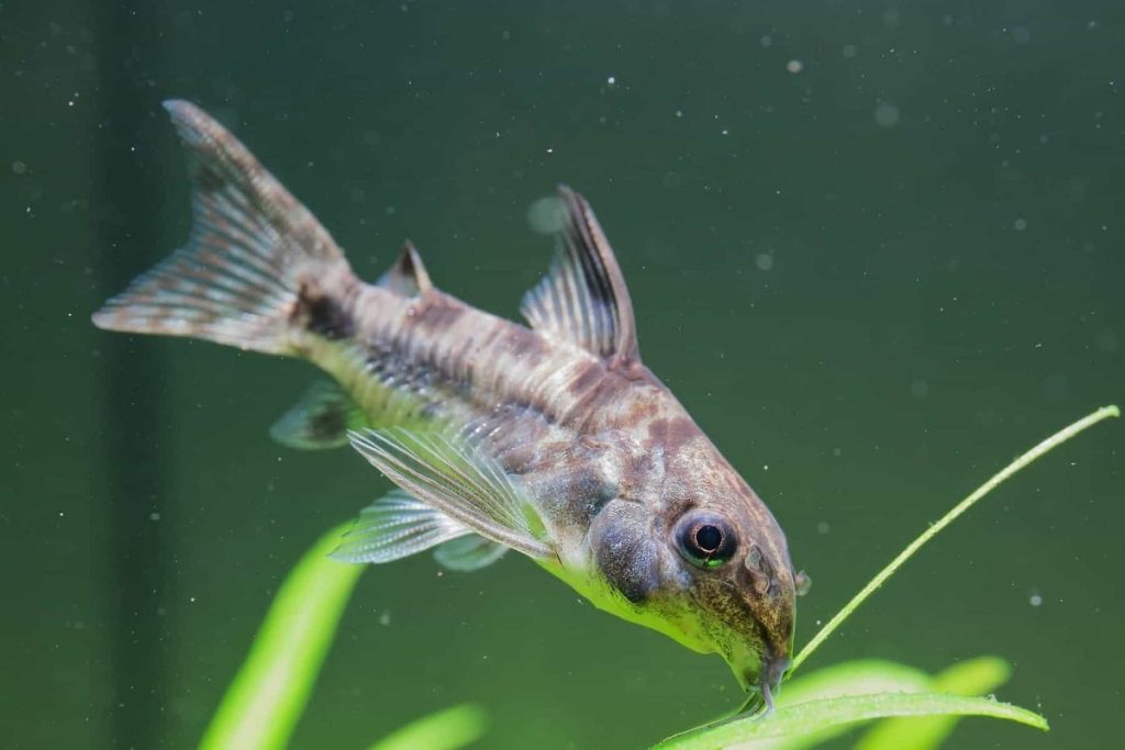 Cory Catfish Size Explained: How Big Do They Get?