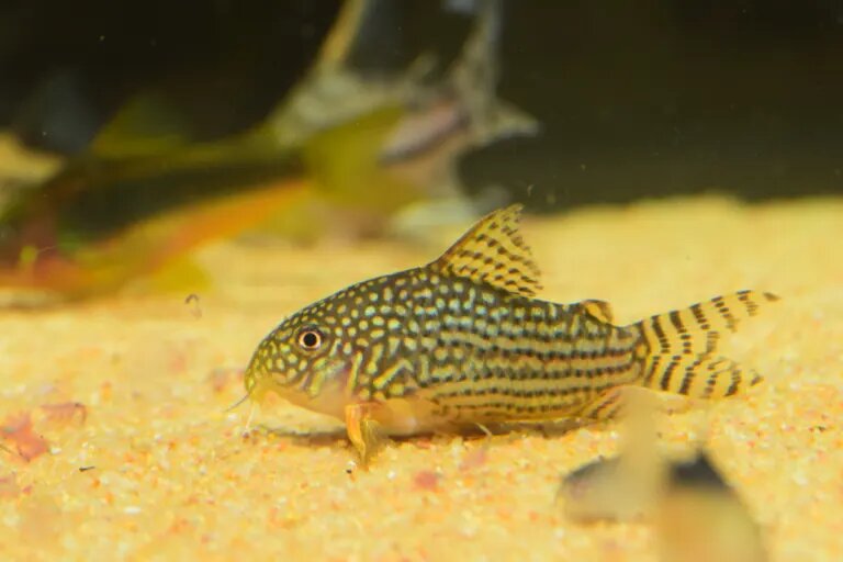 cory catfish