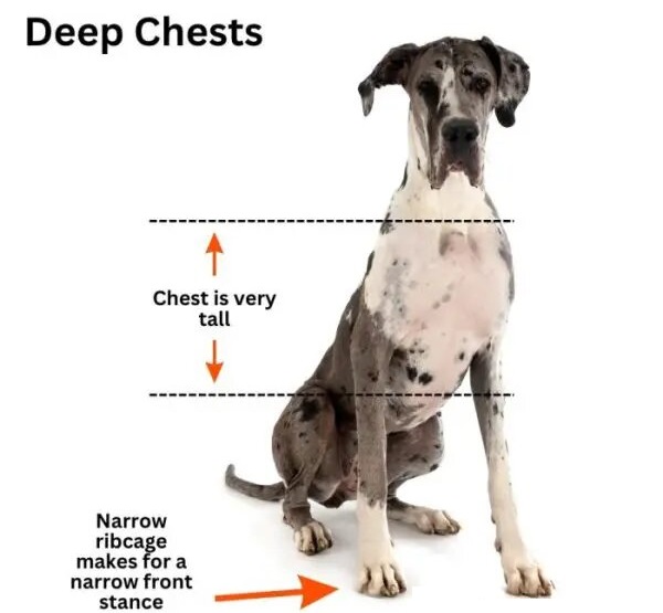 Deep-Chested Dogs