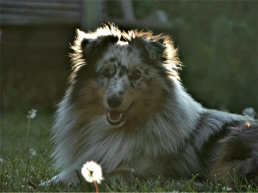 Dexamethasone for Dogs.