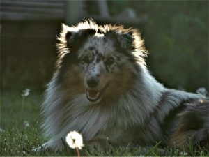 Dexamethasone for Dogs.