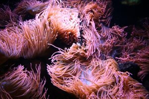 Do Corals Sleep At Night? (With Two Surprising Facts).