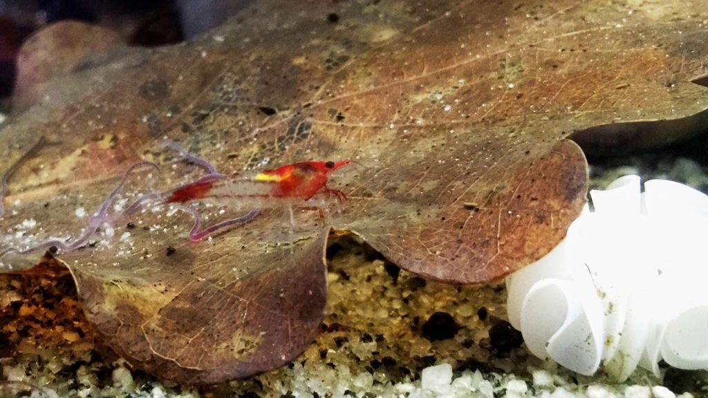 Do Cory Catfish Eat Shrimp? Can They Live Together?