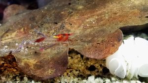 Do Cory Catfish Eat Shrimp? Can They Live Together?