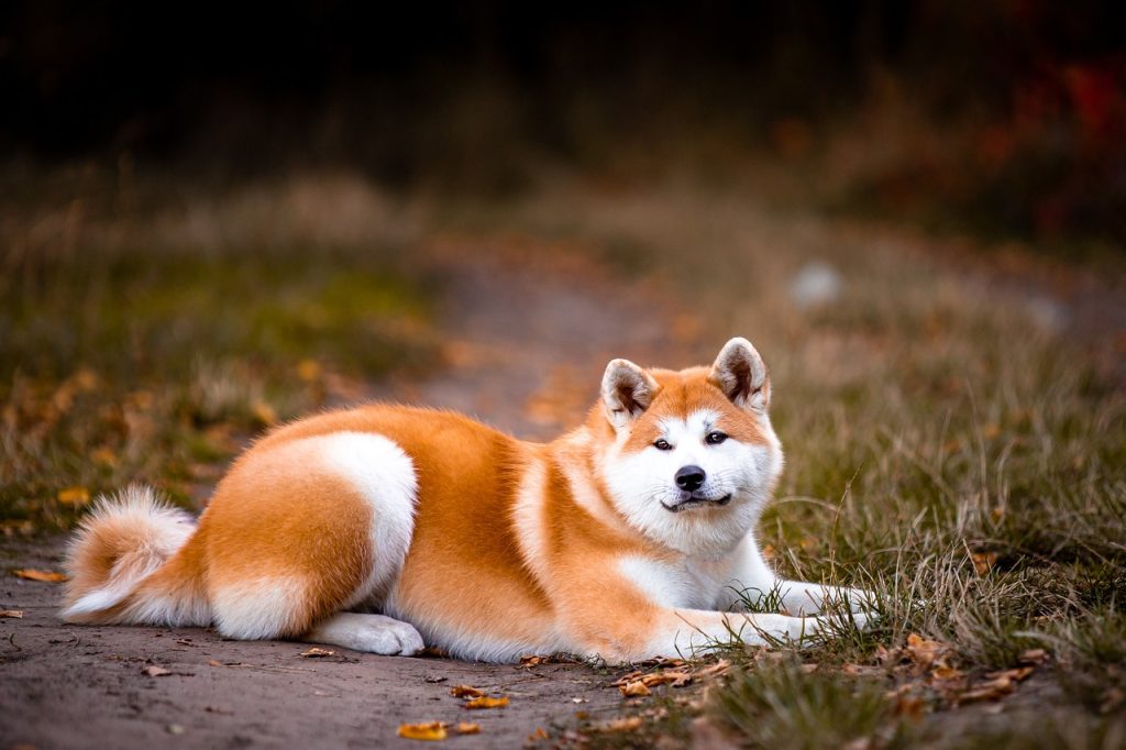 15 Dog Breeds That Look Like Akitas (With Videos).