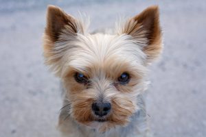 16 Dog Breeds That Look Like Yorkies (With Videos).