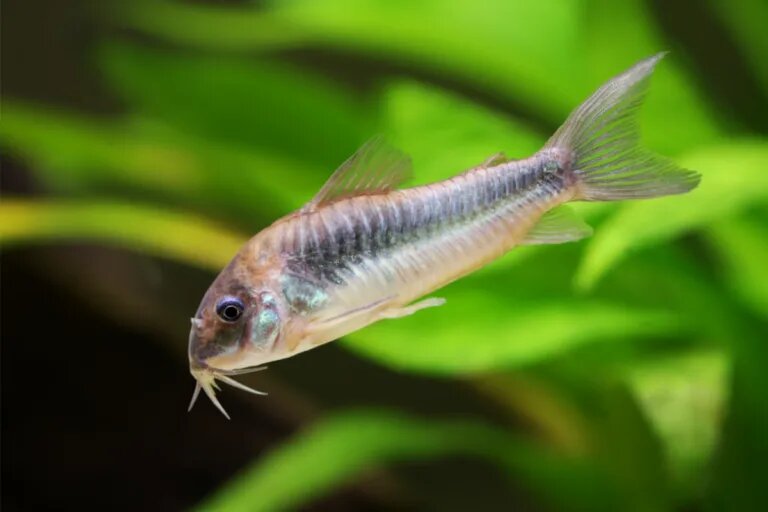 emerald cory catfish