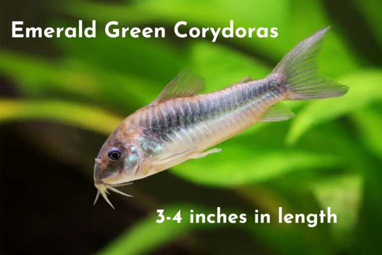 emerald green corydoras