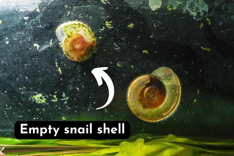 empty snail shell
