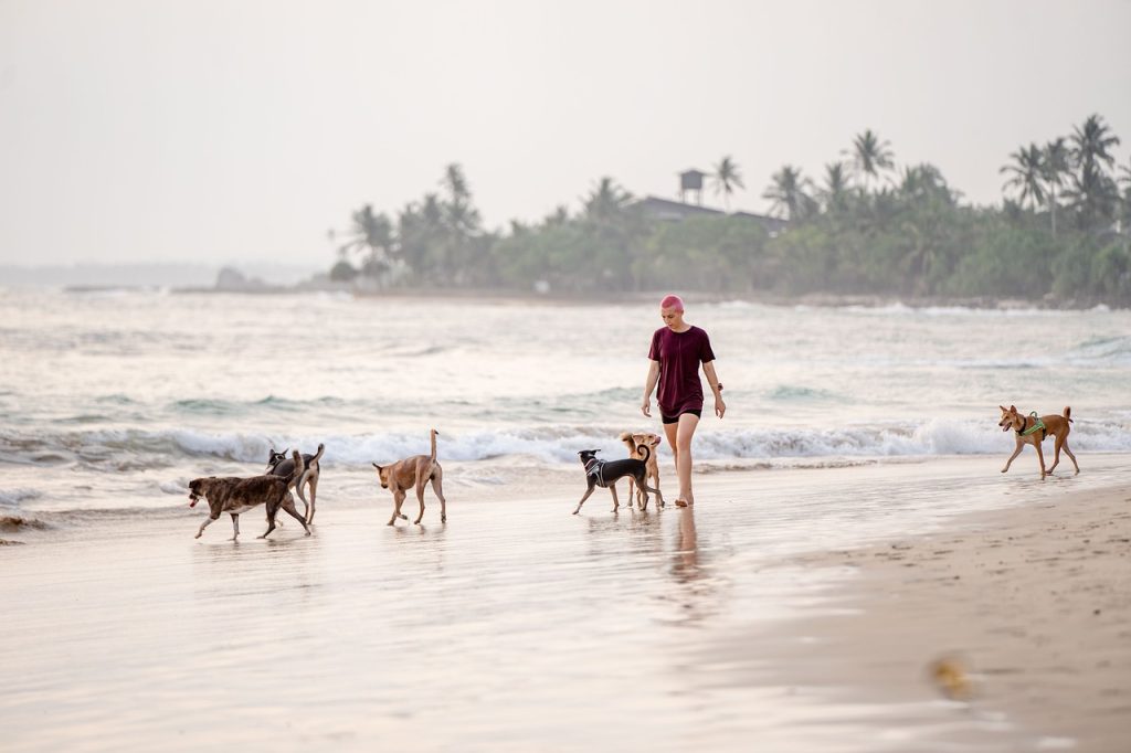 Exploring the Different Types of Pet-Friendly Beaches.