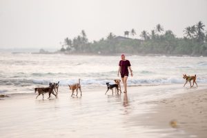 Exploring the Different Types of Pet-Friendly Beaches.