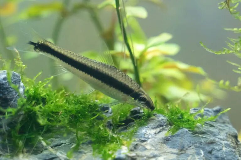 fish eating hair algae