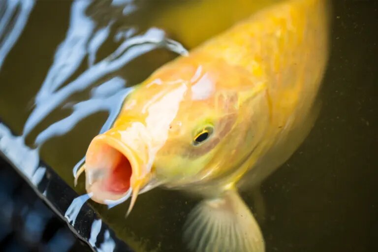 fish feeding session