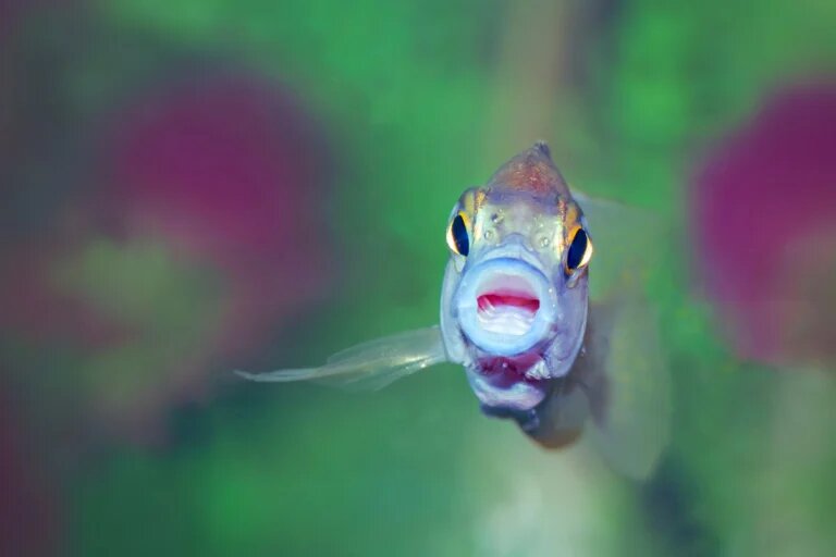 fish keep mouth open