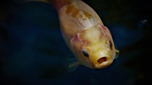 Why Is My Fish Keeping Its Mouth Open? (5 Common Reasons).