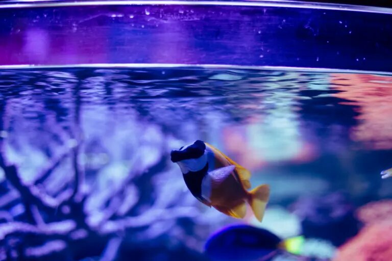 fish swimming in blue light