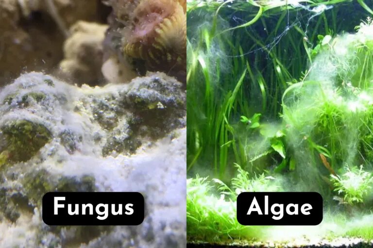 fungus vs algae