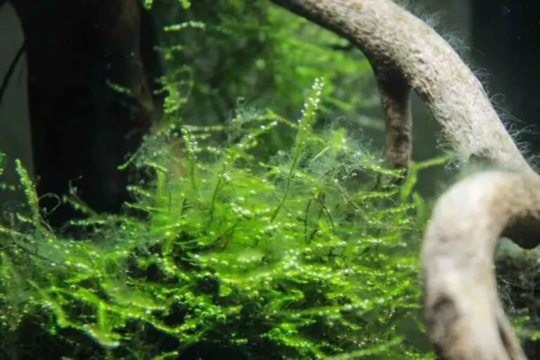 fuzz algae
