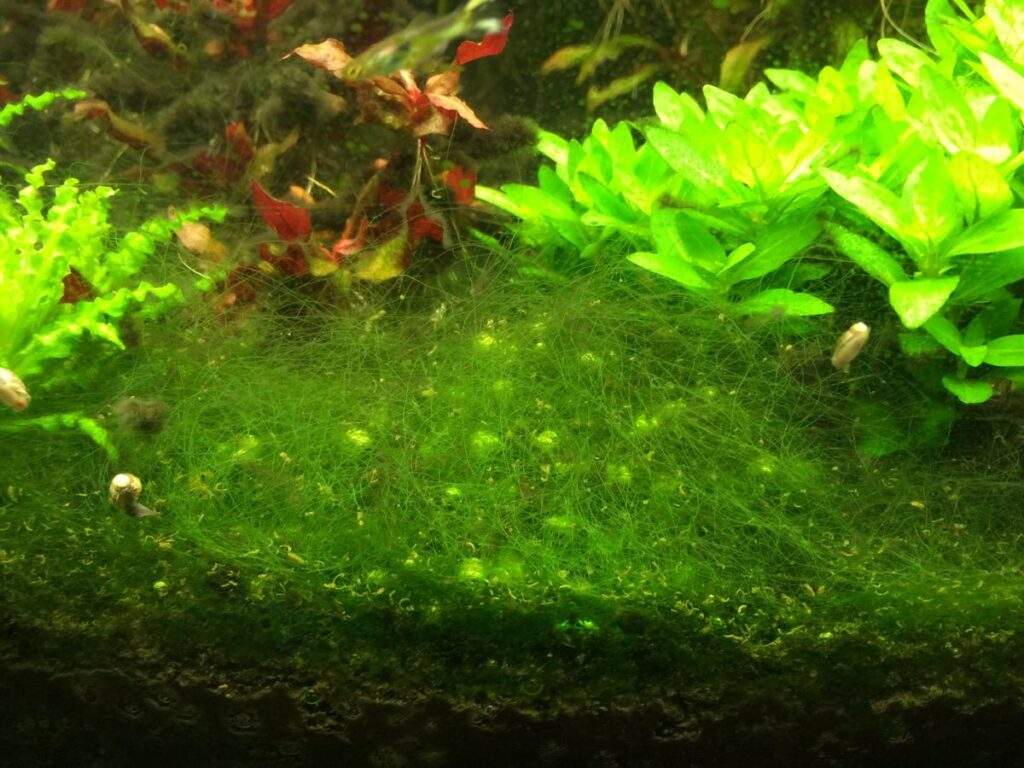 How Do You Get Rid Of Hair Algae? (Removal & Prevention).