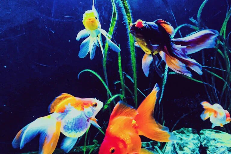 goldfish blue light