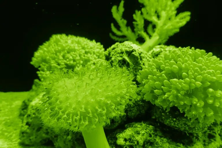 green light corals