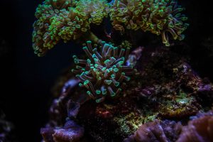 Is Green Light Good For Corals? (5 Surprising Facts).