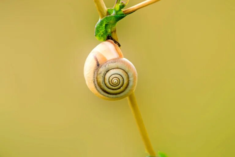 grove snail