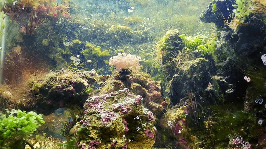 Are Hair Algae Bad? (For Fish, Shrimp, Plants & Corals).