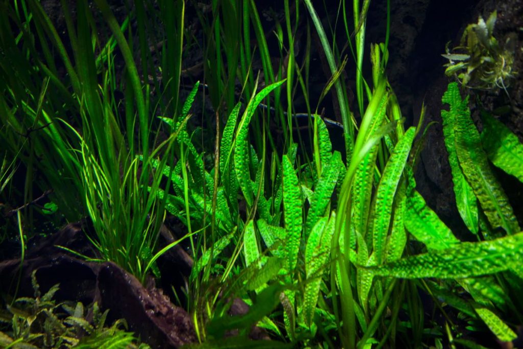 32 Best & Worst Hair Algae Eaters (Fish, Shrimp & Snails).