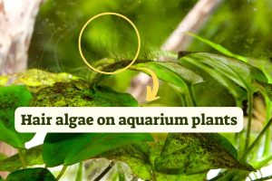 Hair Algae In Planted Tanks: Causes & Quick Solutions.