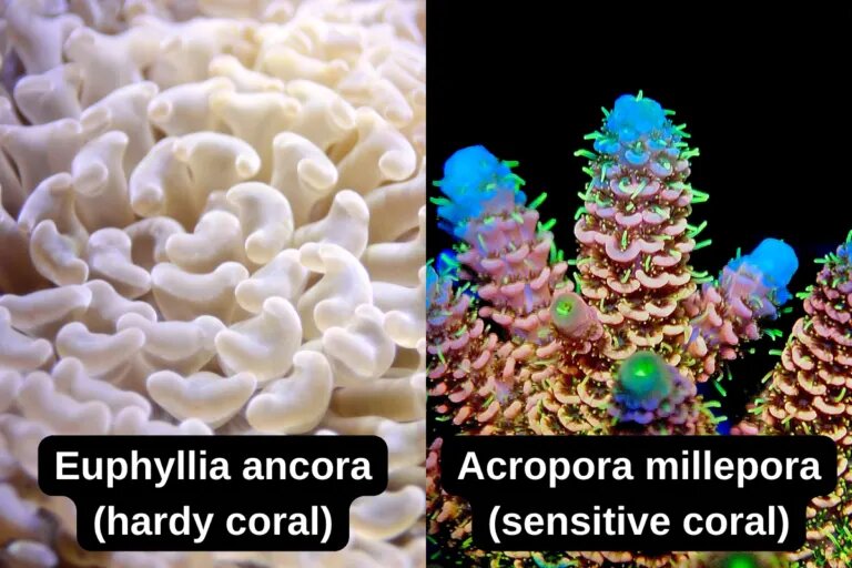 hardy vs sensitive coral