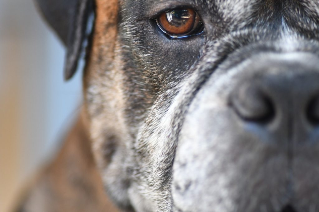 Everything You Need to Know About Heart Disease in Dogs.