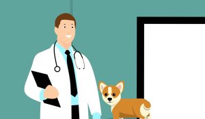 How Do Dogs Know They Are Going To The Vet? (Answered By Trainer).