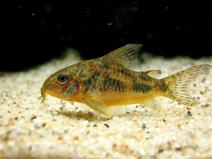How Many Cory Catfish Should Be Kept Together?