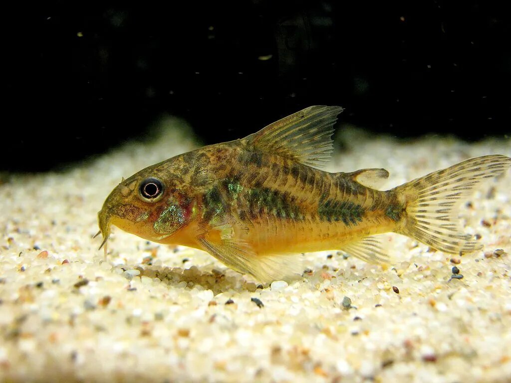 How Many Cory Catfish Should Be Kept Together?
